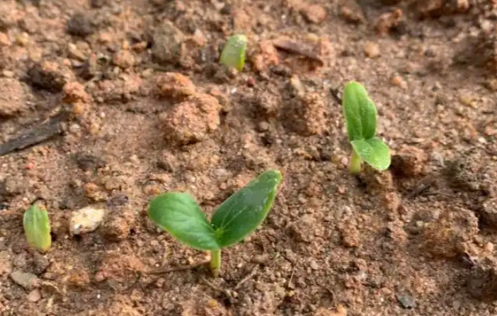 番茄種子發芽 番茄種子發芽