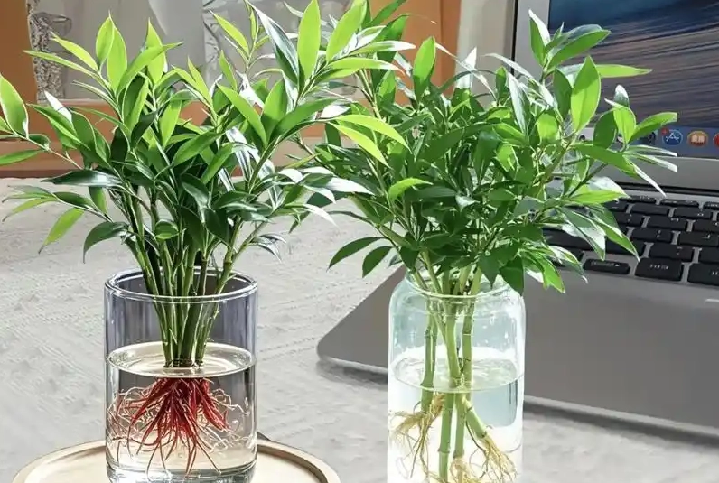 水培竹柏照顧 水培竹柏照顧