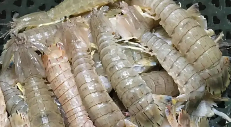 皮皮蝦營養價值