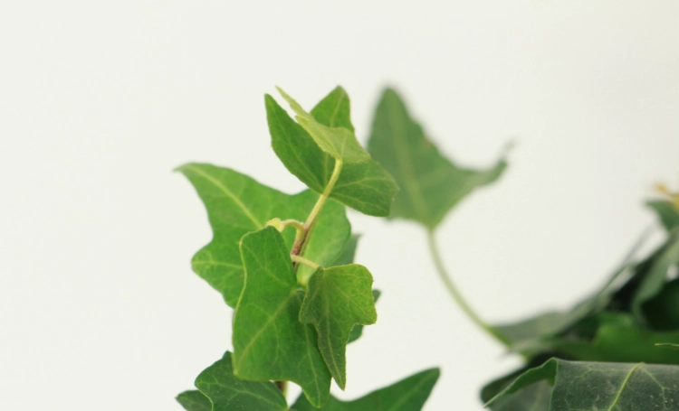 常春藤照顧方法