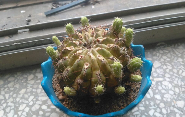 仙人掌養護技巧 仙人掌養護技巧