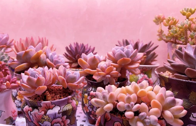 多肉浇水 多肉浇水