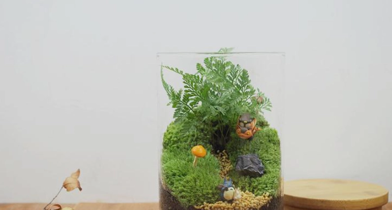 室內蕨類植物養護 室內蕨類植物養護