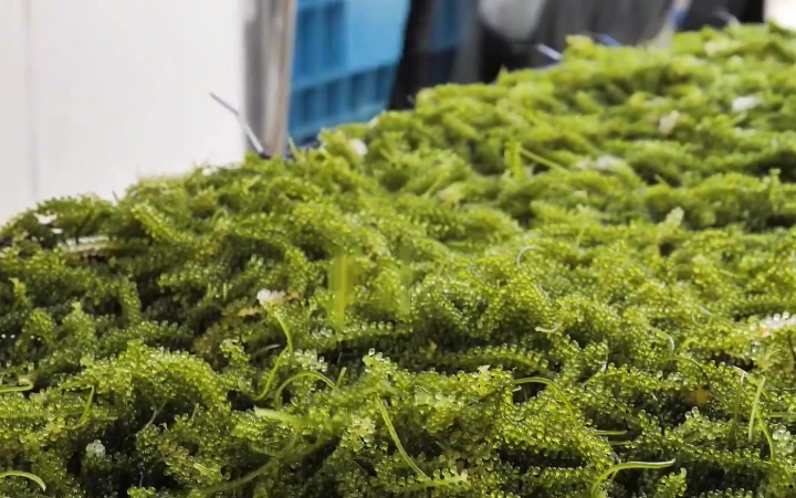 海藻種植條件 海藻種植條件