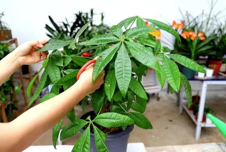 發財樹修剪方法 發財樹修剪方法