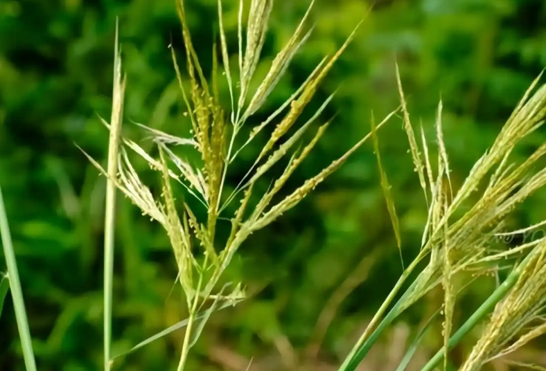 禾本科植物特徵