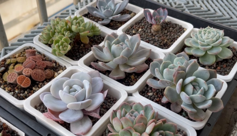 多肉浇水方法 多肉浇水方法