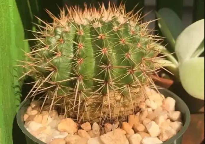 仙人掌黃化處理 仙人掌黃化處理