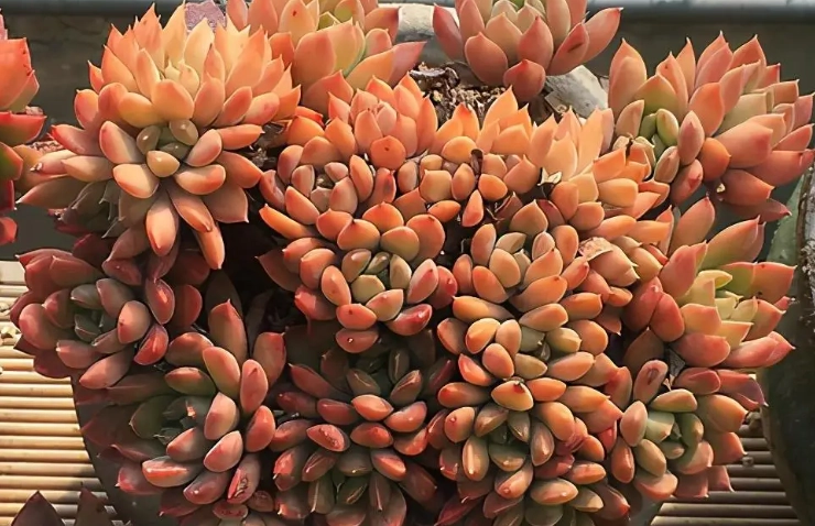 多肉植物光照 多肉植物光照