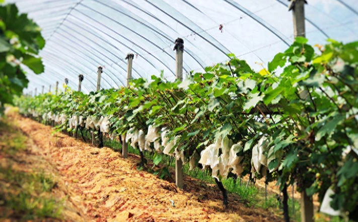 葡萄管理要點 葡萄管理要點