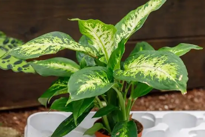 Dieffenbachia 中毒處理 Dieffenbachia 中毒處理