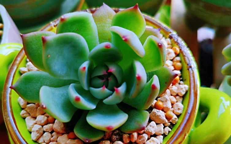 多肉浇水方法 多肉浇水方法