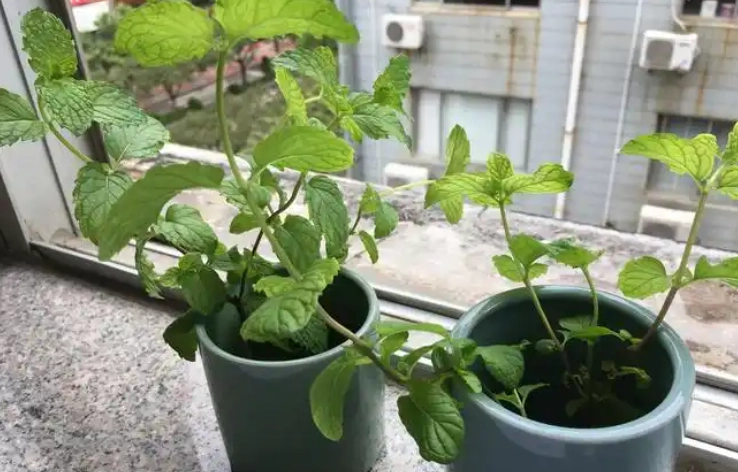 植物營養液配方