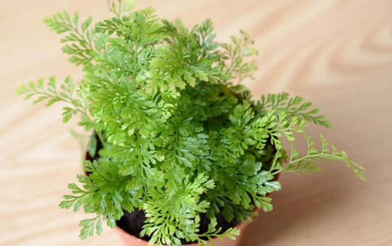 兔腳蕨照顧方法 兔腳蕨照顧方法