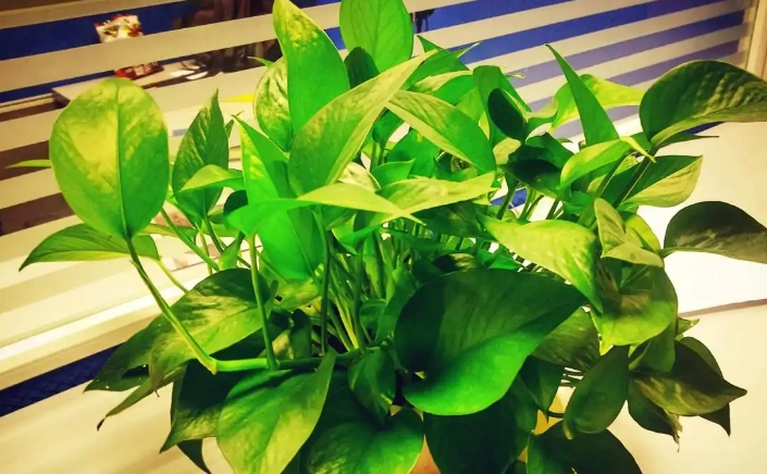 易照顾植物 易照顾植物