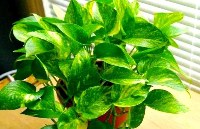 耐陰室內植物 耐陰室內植物