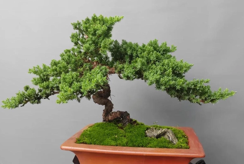 珍珠柏枯黃原因 珍珠柏枯黃原因