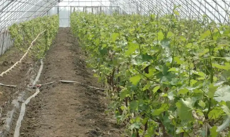 葡萄栽培技術 葡萄栽培技術