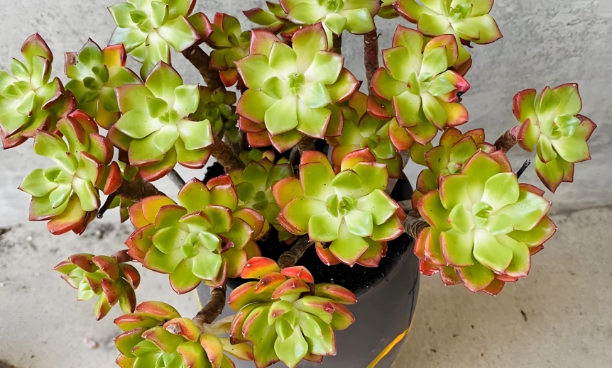 多肉植物照顧方法