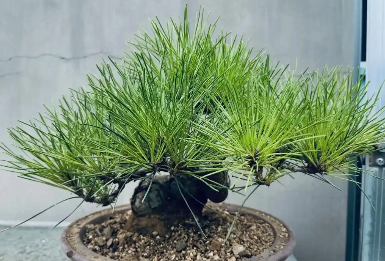 黑松盆景養護 黑松盆景養護