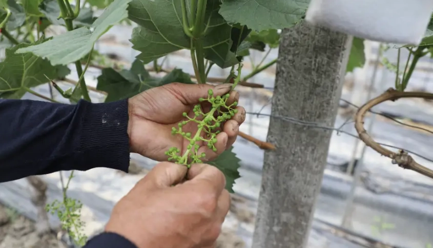 葡萄照顧方法 葡萄照顧方法