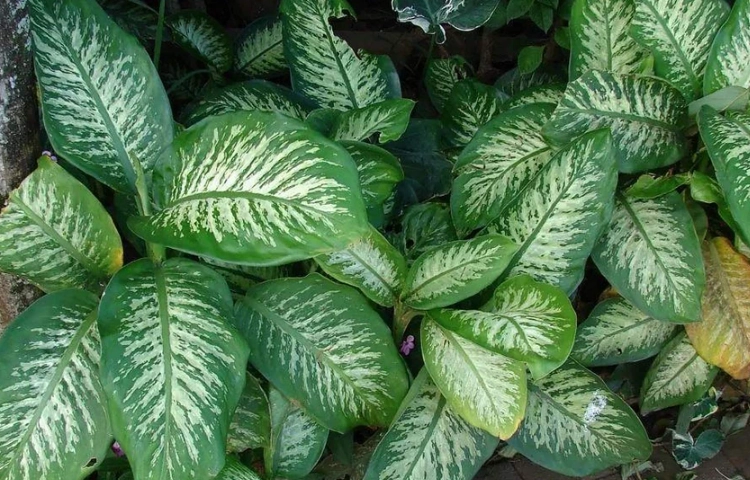 黛粉葉養護 黛粉葉養護