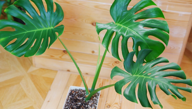 龜背芋 品種 龜背芋 品種