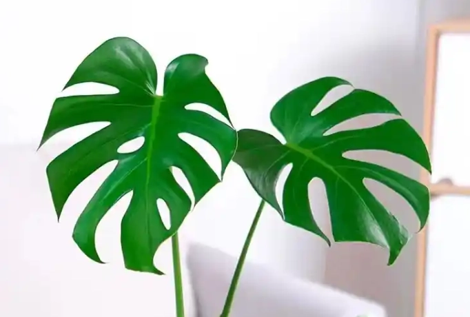 龜背芋 品種 龜背芋 品種