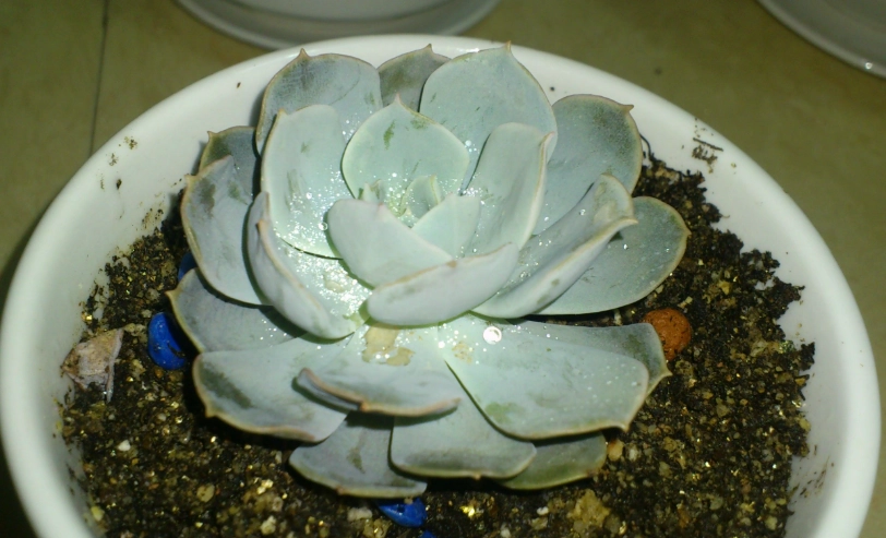 多肉植物變軟解決 多肉植物變軟解決