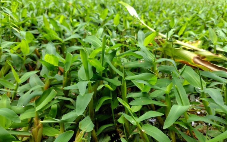 禾本科植物特徵