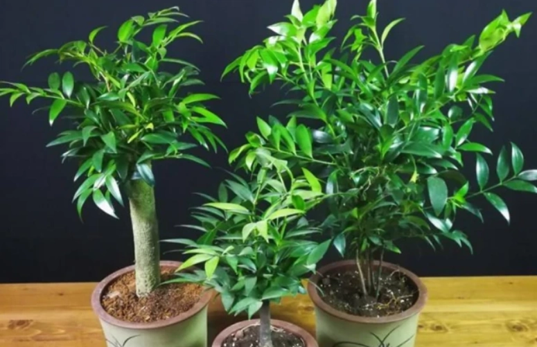 竹柏養護技巧 竹柏養護技巧