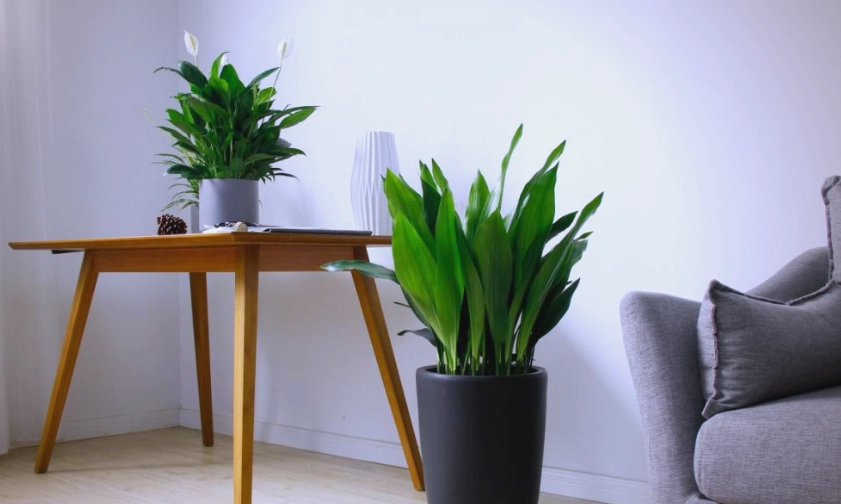 易照顾植物 易照顾植物