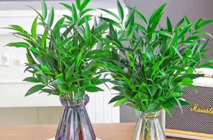 水培竹柏照顧 水培竹柏照顧