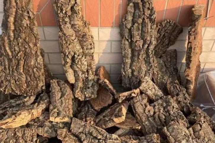 蕨類植物上板 蕨類植物上板