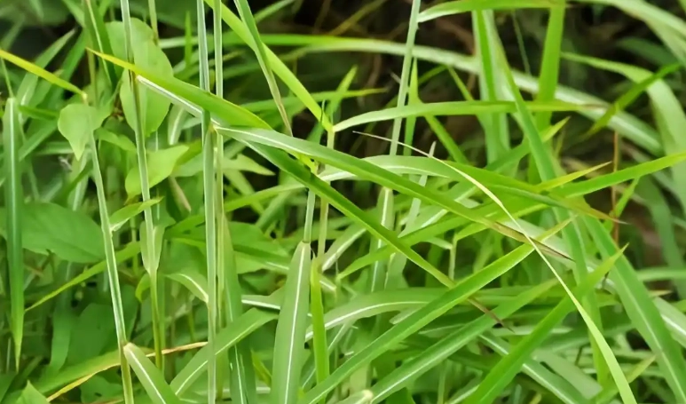 禾本科植物種類