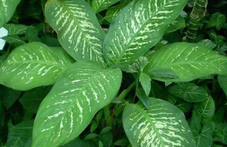 觀葉植物修剪 觀葉植物修剪