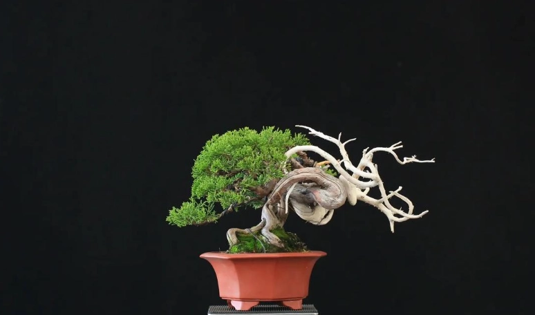 真柏盆栽養護 真柏盆栽養護