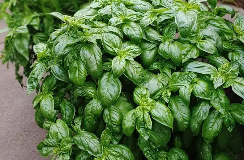 甜羅勒栽培季節 甜羅勒栽培季節