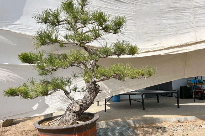 黑松與五葉松差異