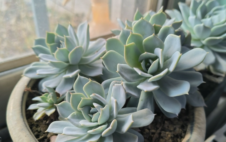 多肉徒長處理 多肉徒長處理