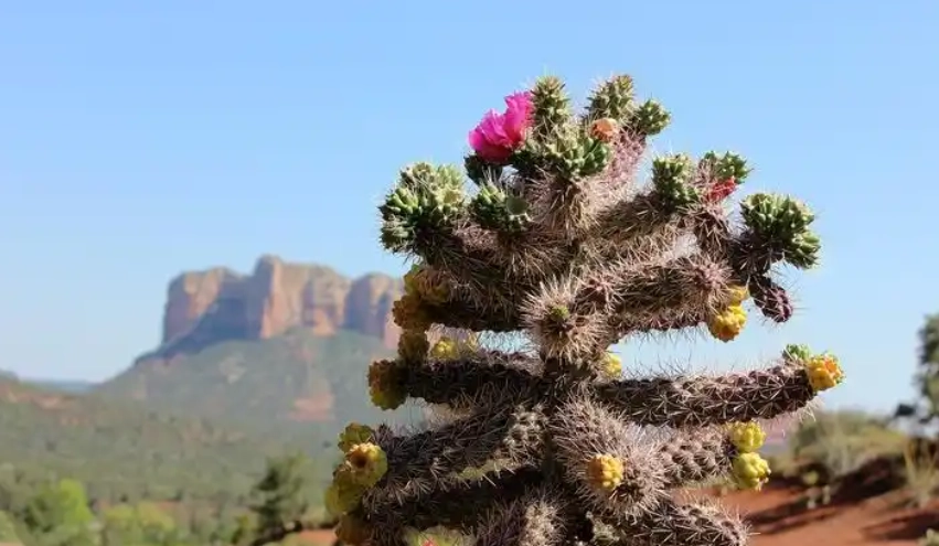 仙人掌黃化處理 仙人掌黃化處理