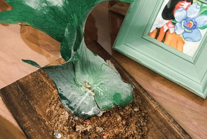 蕨類植物上板 蕨類植物上板