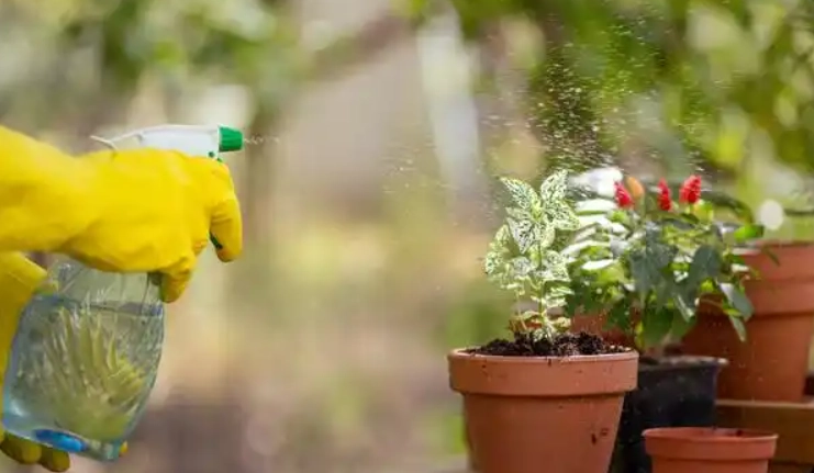 如何用自來水澆花 如何用自來水澆花