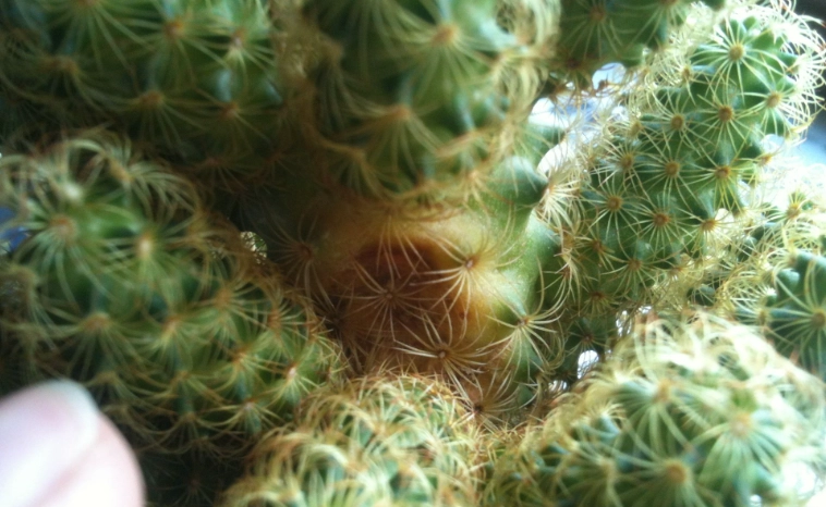 仙人掌養護技巧 仙人掌養護技巧