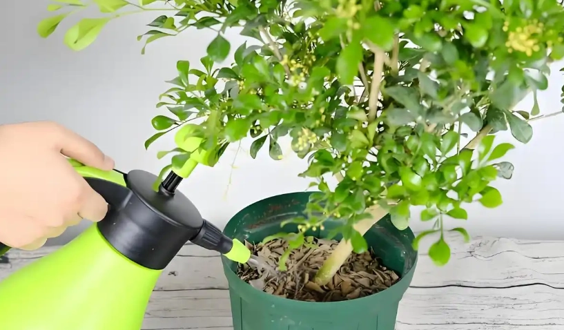 自來水澆花注意事項 自來水澆花注意事項