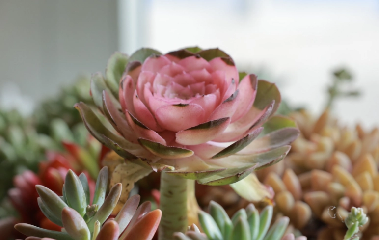 多肉植物照顧 多肉植物照顧