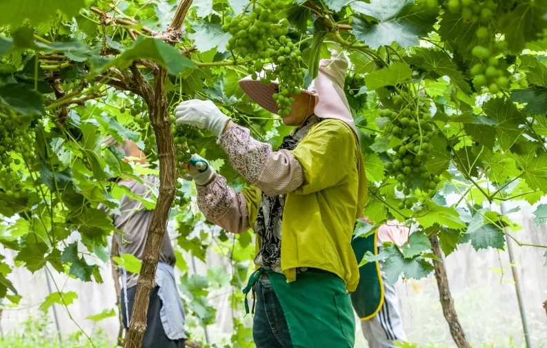 葡萄栽培技術 葡萄栽培技術