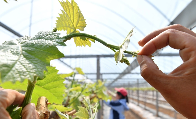 葡萄病虫害防治 葡萄病虫害防治