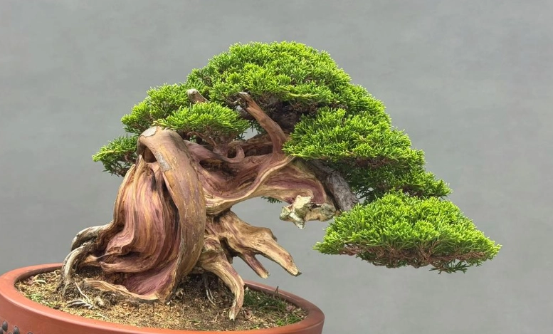 真柏盆栽養護 真柏盆栽養護