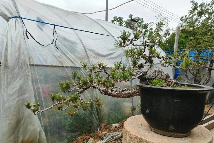 松樹換盆技巧 松樹換盆技巧